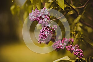 Beautiful pink lilac flowers bloom on the young branches of a bush with green leaves in spring. The beauty of nature