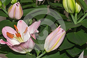 Beautiful pink lilies close-up  against a background of green leaves