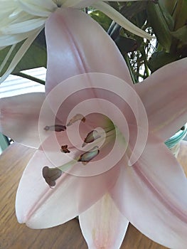 A beautiful pink lilium flower