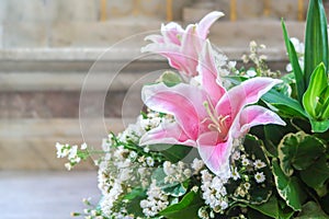 Beautiful pink lilly