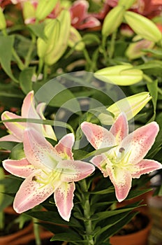 Beautiful pink lily