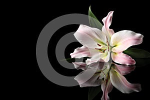 Beautiful pink lily flower on black background, space for text