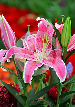 Beautiful Pink lily flower in the garden