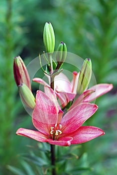 Beautiful pink lily flower growing in the garden