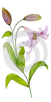 Beautiful pink lily flower on a stem with green leaves and buds. Watercolor painting. Hand painted. Isolated on white background.