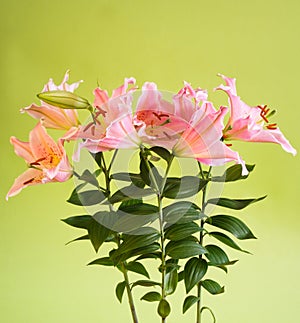 Beautiful pink lily flowers