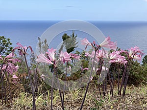 Beautiful pink lily flowers blossoming in Madeira. Ocean in background. Amaryllis belladonna