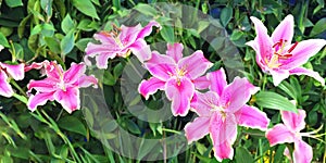 Beautiful pink lily flowers