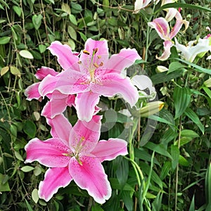 Beautiful pink lily flowers