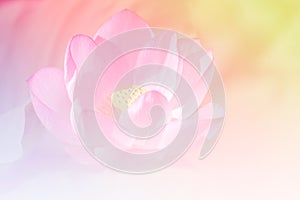 Beautiful Pink lotus background image select focus