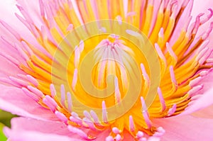 Beautiful pink lotus blossom