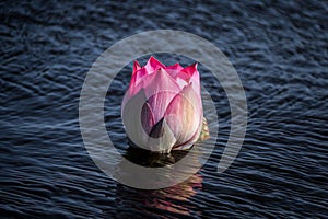 Beautiful Pink lotus bud blooming on blue water