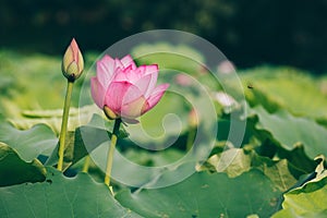 Beautiful pink lotus flower