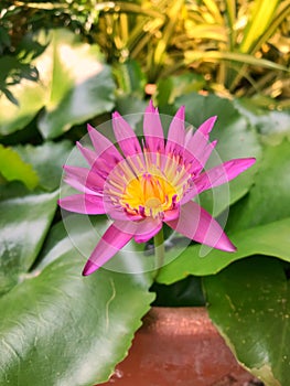 Beautiful pink lotus flower in basin