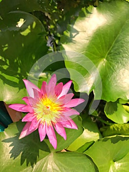 Beautiful pink lotus flower in basin