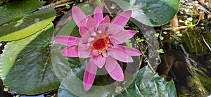 Beautiful pink lotus flower in blooming. Pink flower, directly above.