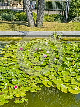 The beautiful pink lotus flower blooming in pond. Flowers of nenuphar with leaves flowing in summer. Macro close up.