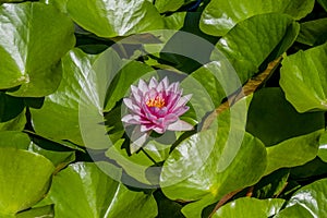 The beautiful pink lotus flower blooming in pond. Flowers of nenuphar with leaves flowing in summer. Macro close up.