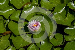 The beautiful pink lotus flower blooming in pond. Flowers of nenuphar with leaves flowing in summer. Macro close up.