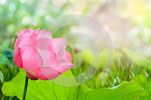 Beautiful pink lotus flower in blooming with sunshine in the morning