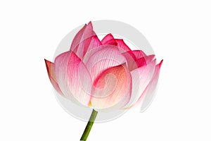 Beautiful pink lotus flower bouquet isolated on white background