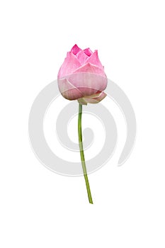 Beautiful pink lotus flower bouquet isolated on white background