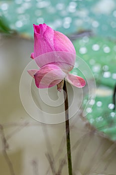 Beautiful pink lotus flower bud blooming at pond