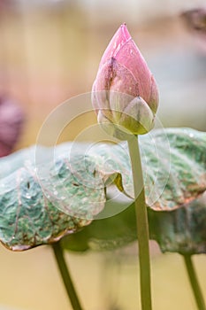 Beautiful pink lotus flower bud blooming at pond