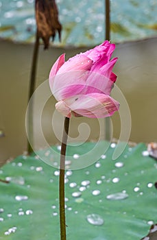 Beautiful pink lotus flower bud blooming at pond