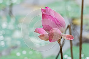 Beautiful pink lotus flower bud blooming at pond