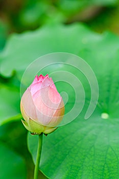 Beautiful pink lotus flower bud, Nara, Japan