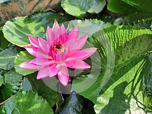 Beautiful pink lotus flower with green leaf in pond is complemented by the rich colors of the water surface