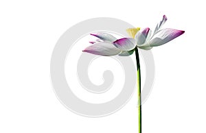 Beautiful pink lotus flower isolate on white background