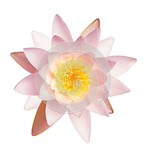 Beautiful pink lotus flower isolated