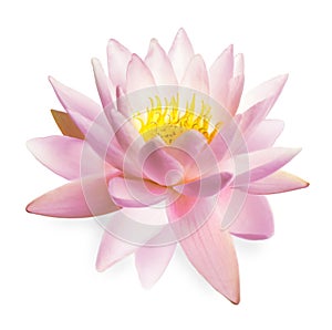 Beautiful pink lotus flower isolated