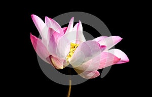 Beautiful pink lotus flower isolated on black. Saved with clipping path (Lotus used to worship)