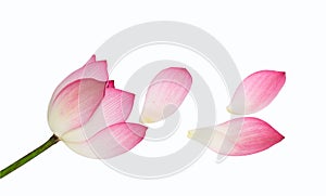 Beautiful pink lotus flower isolated on white background.