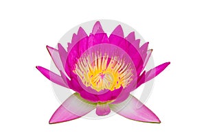 Beautiful pink lotus flower isolated on white background