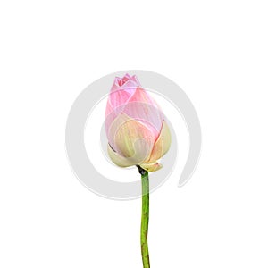 Beautiful pink lotus flower isolated on white. Saved with clipping path (Lotus used to worship)