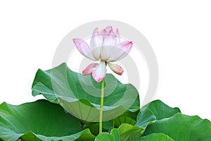 Beautiful pink lotus flower isolated on white. Saved with clipping path (Lotus used to worship)