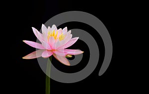 Beautiful pink lotus flower or Pink lily flower blossom (waterlily) with yellow pollen on surface and water reflection.