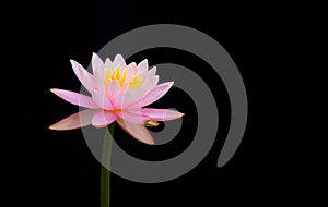 Beautiful pink lotus flower or Pink lily flower blossom waterlily with yellow pollen on surface and water reflection, isolated