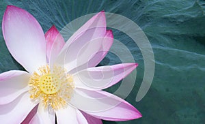 Beautiful pink lotus flower plants