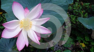 Beautiful pink lotus flower plants