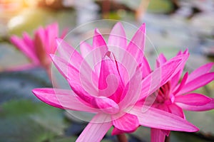 Pink lotus flower plants in nature with sunrise background