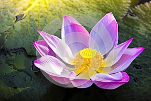 A beautiful pink lotus flower or lotus flower in the pool