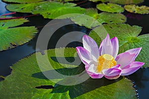 A beautiful pink lotus flower or lotus flower in the pool