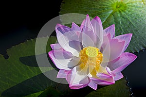 A beautiful pink lotus flower or lotus flower in the pool