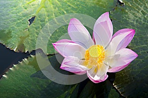 A beautiful pink lotus flower or lotus flower in the pool