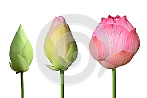 Beautiful pink lotus flower 3 style isolate on white background